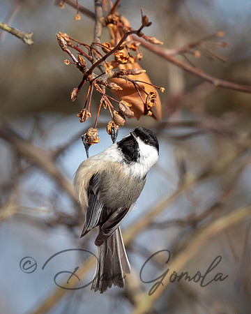 Black-capped Chickadee