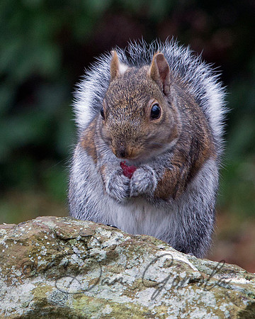 Eastern Gray Squirrel