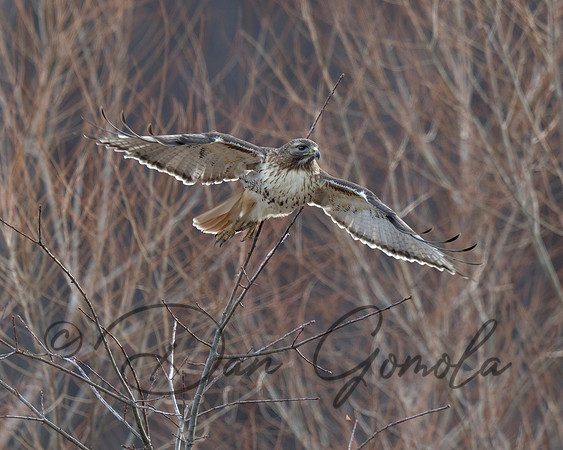 Red-tailed Hawk