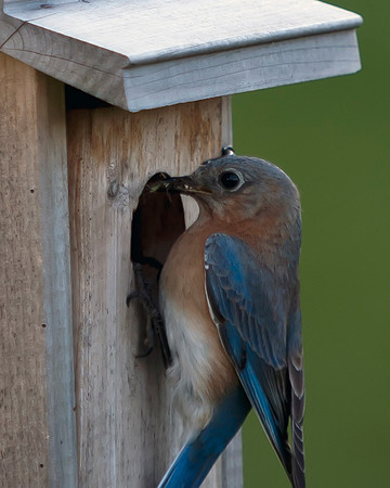 Eastern Bluebird