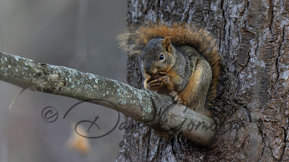 Eastern Fox Squirrel
