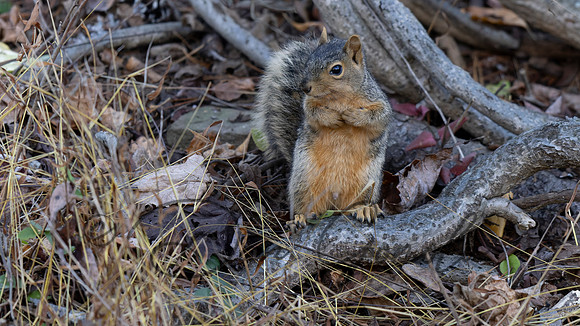 Eastern Fox Squirrel