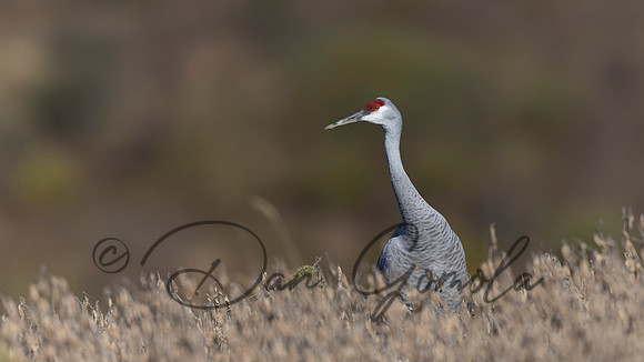 Sandhill Crane