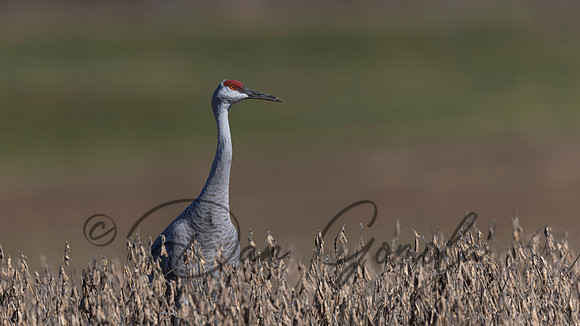 Sandhill Crane