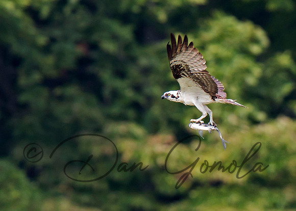 Osprey