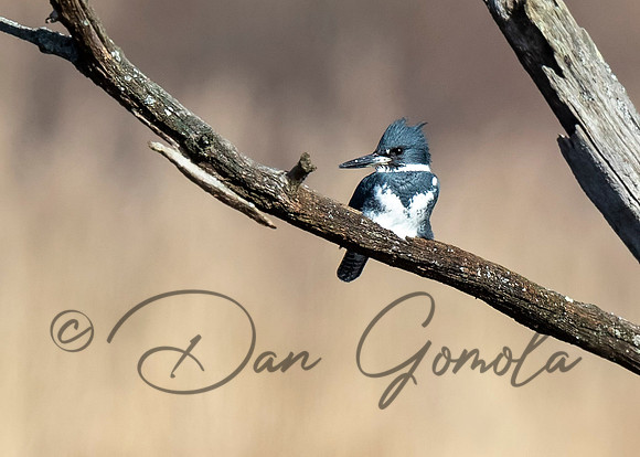 Belted Kingfisher