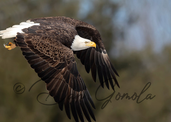 Bald Eagle