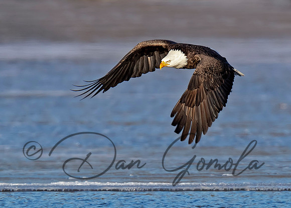 Bald Eagle