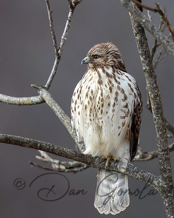 Broad-winged Hawk