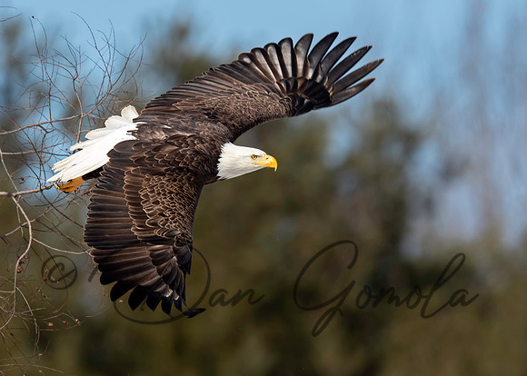Bald Eagle