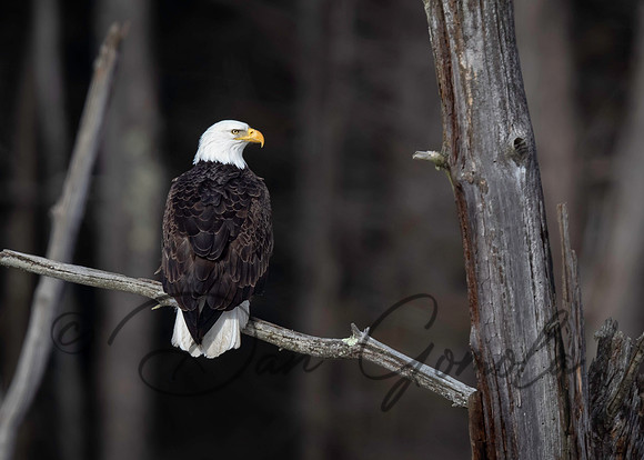 Bald Eagle