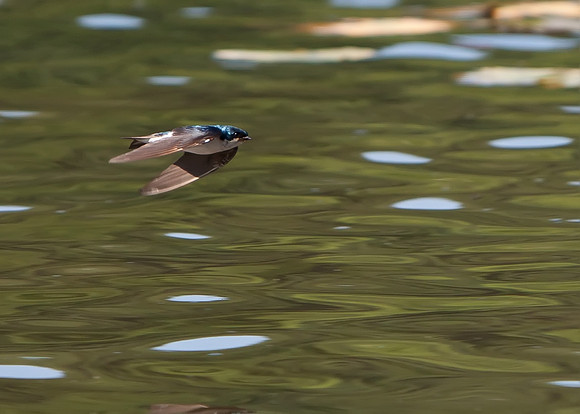 Tree Swallow