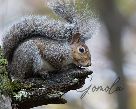Eastern Gray Squirrel