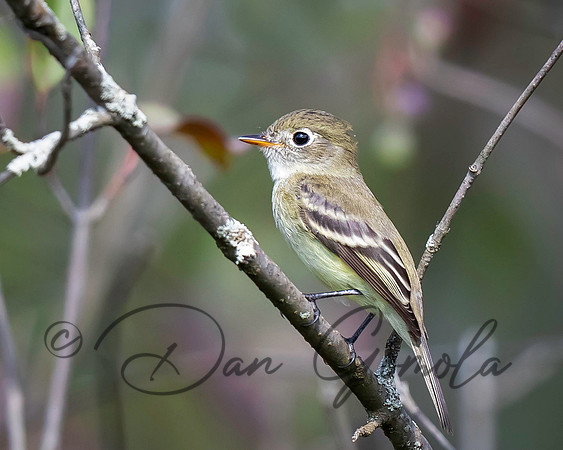 Least Flycatcher