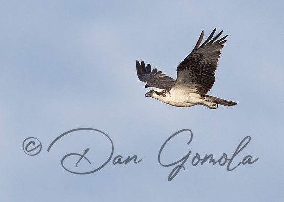 Osprey