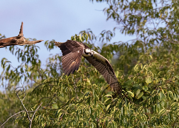 Osprey