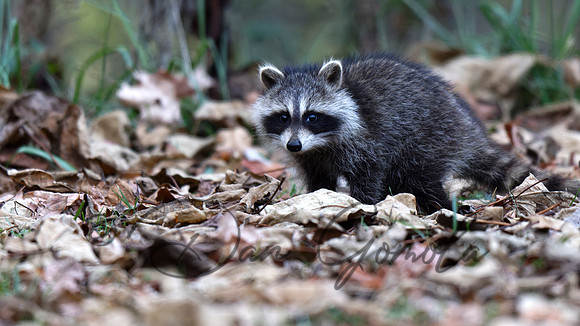 Raccoon