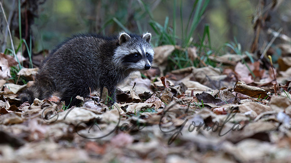 Raccoon