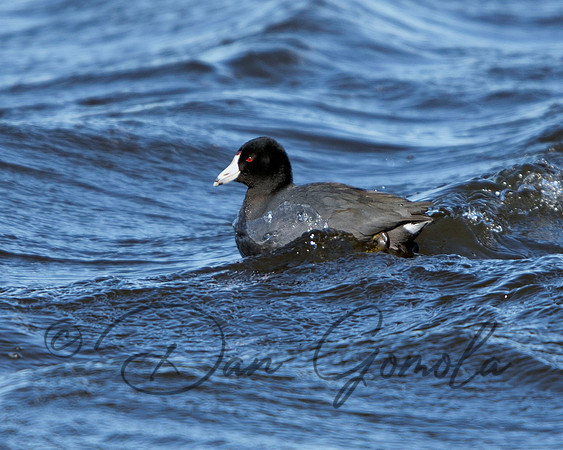 American Coot