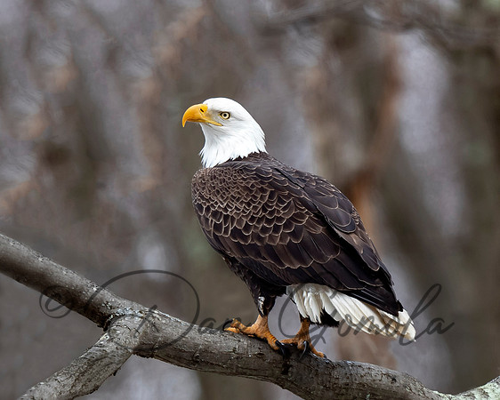 Bald Eagle