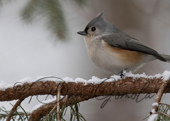 Tufted Titmouse