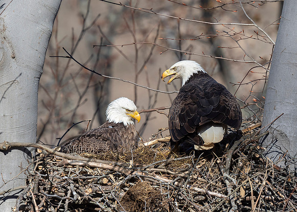 Bald Eagle