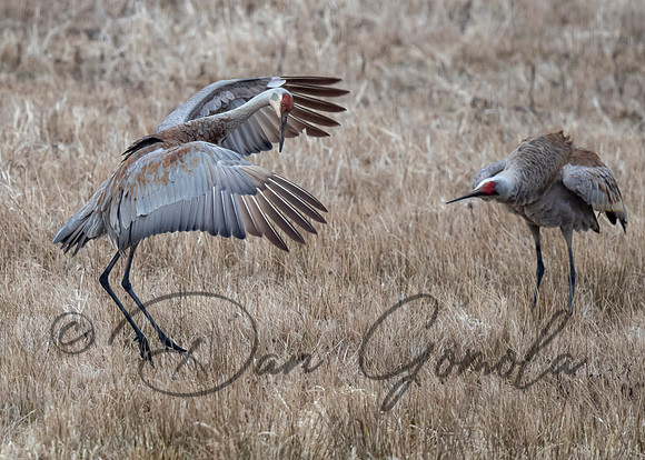 Sandhill Crane
