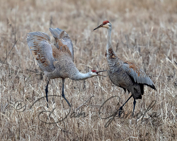 Sandhill Crane