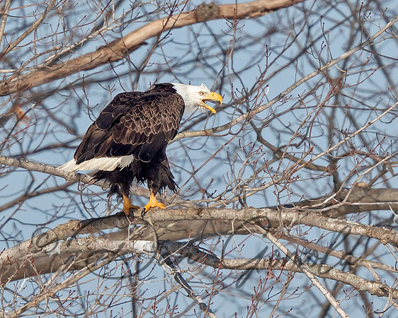 Bald Eagle
