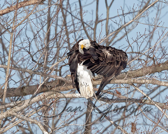 Bald Eagle