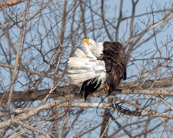 Bald Eagle