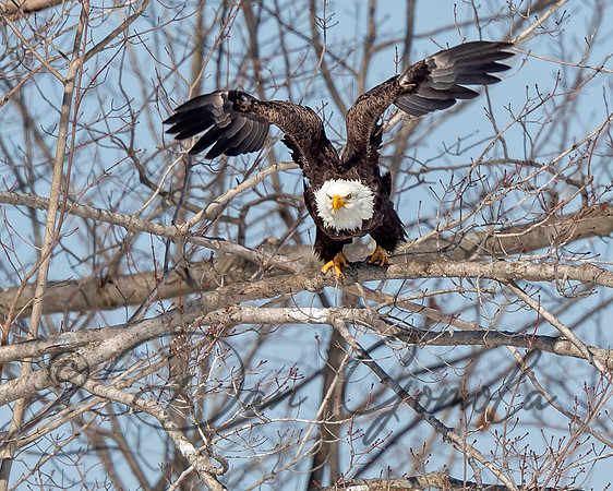 Bald Eagle