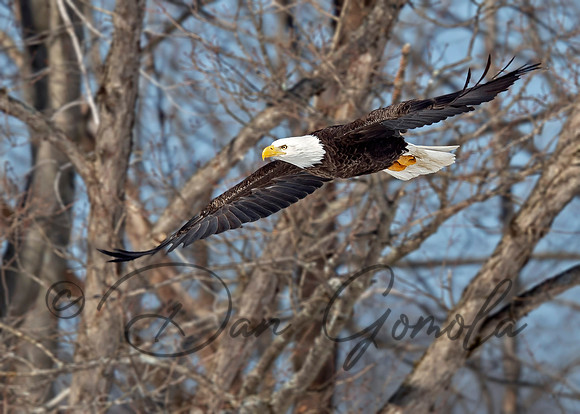 Bald Eagle