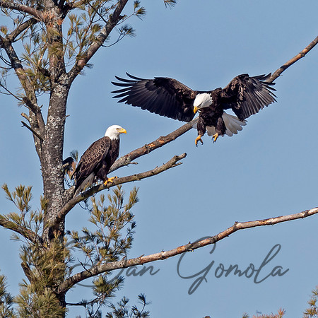 Bald Eagle