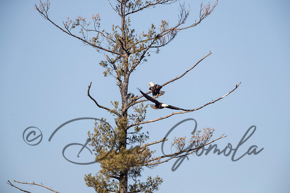 Bald Eagle