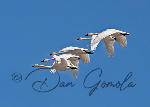 Tundra Swan