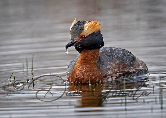 Horned Grebe