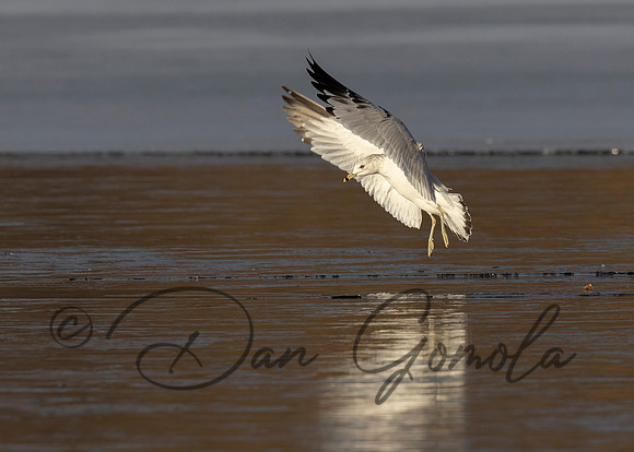 Ring-billed Gull
