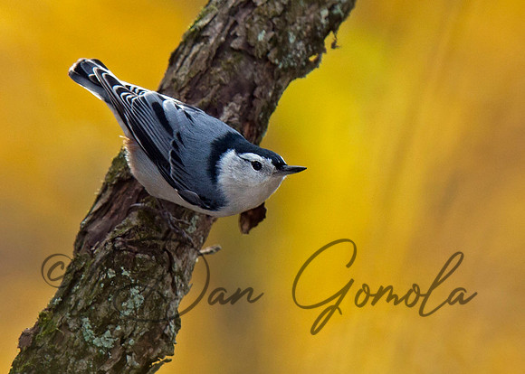 White-breasted Nuthatch