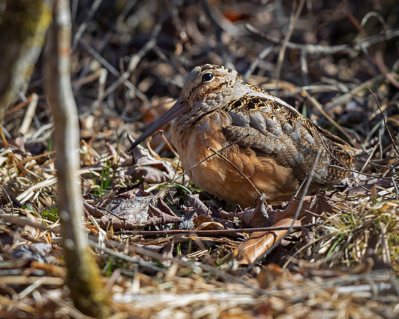 American Woodcock