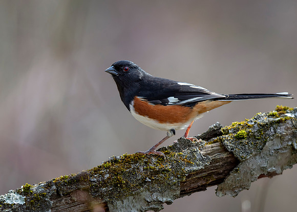 Eastern Towhee