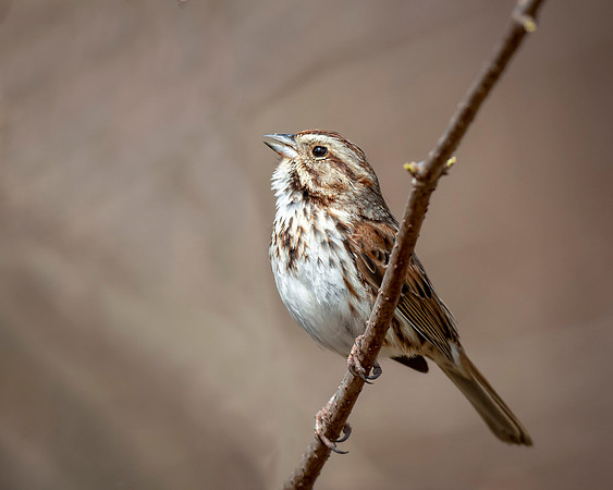 Song Sparrow