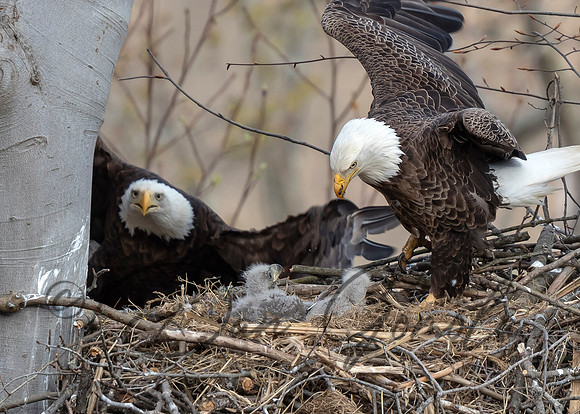 Bald Eagle