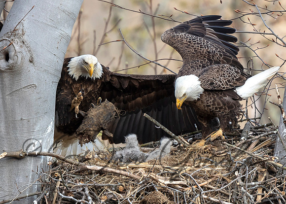 Bald Eagle