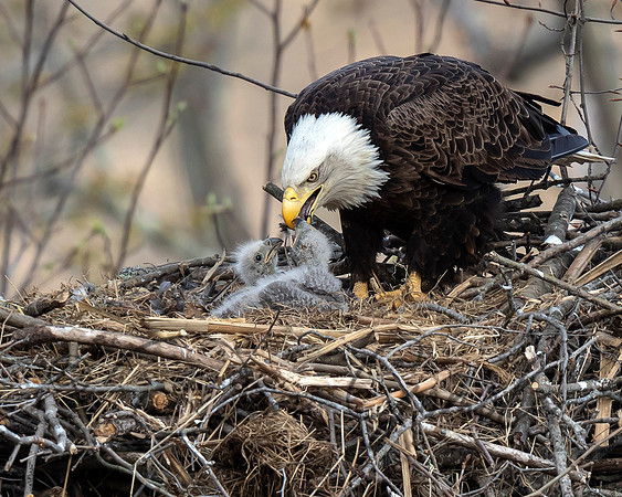 Bald Eagle