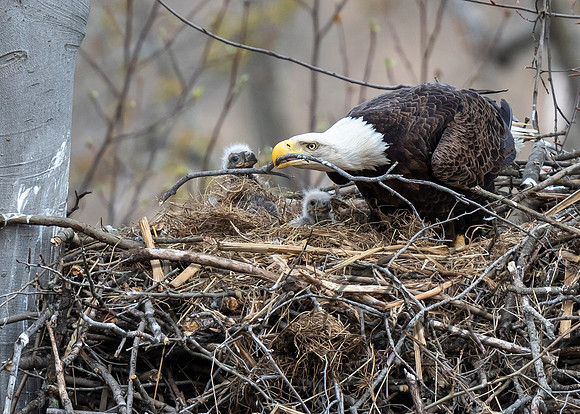 Bald Eagle