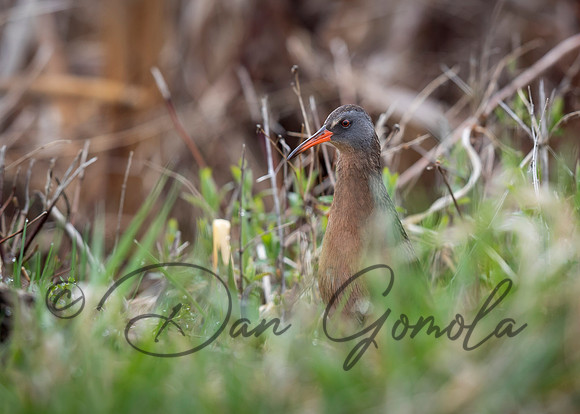 Virginia Rail