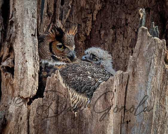 Great Horned Owl