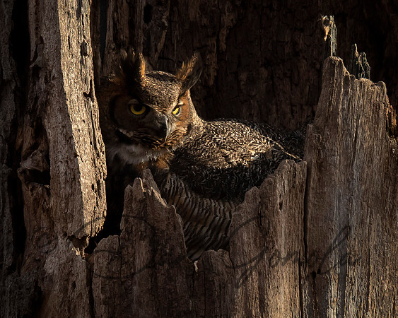 Great Horned Owl