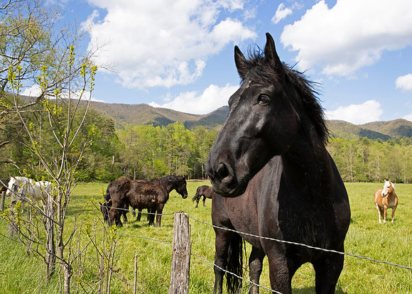 Cades Cove, Smoky Mountain National Park, TN